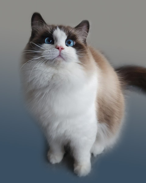 Seal bicolor ragdoll cat