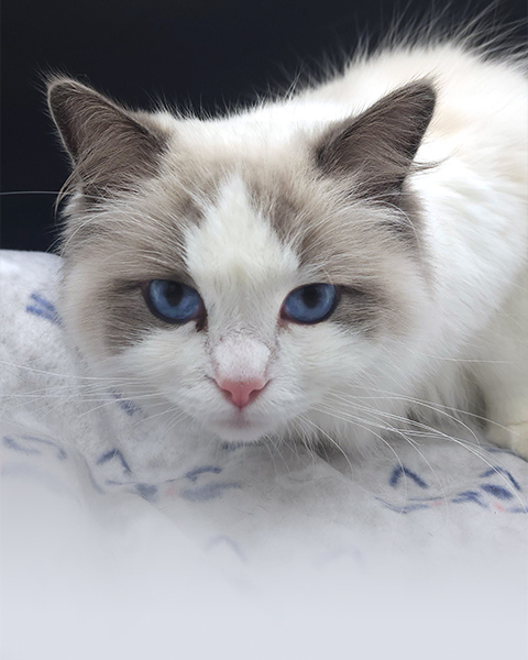 blue bicolor ragdoll cat