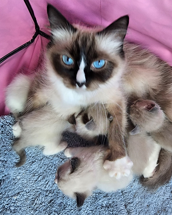 seal pointed mitted with blaze ragdoll cat