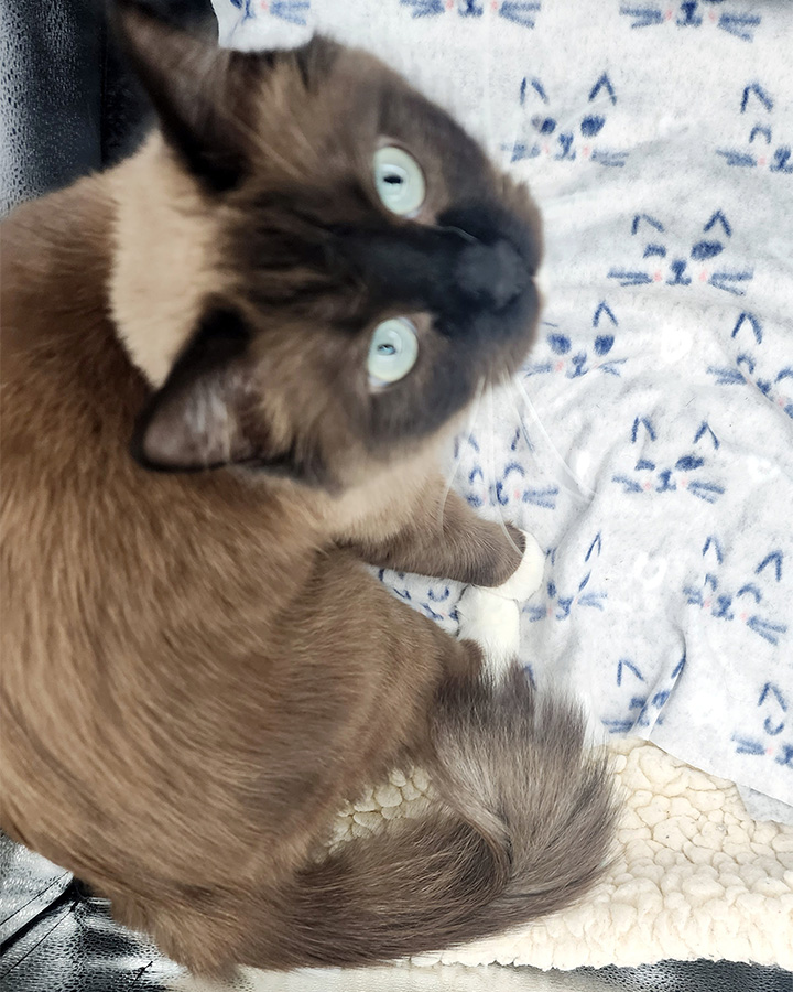 seal mink mitted ragdoll cat