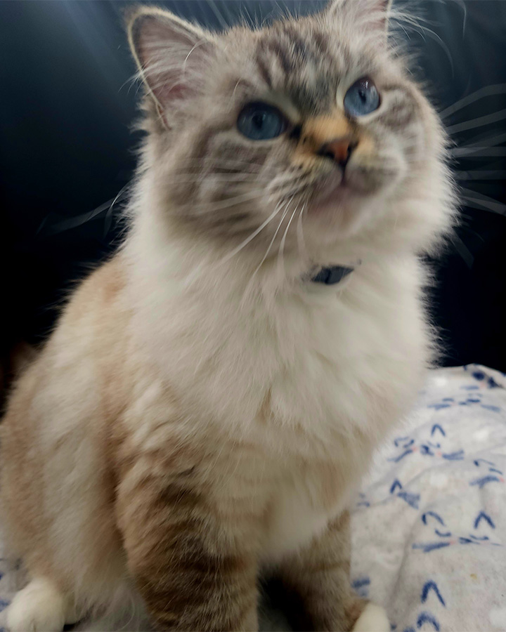 Seal lynx Pointed Mitted Ragdoll Cat