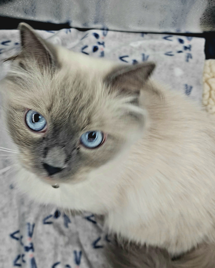 blue point Ragdoll Cat