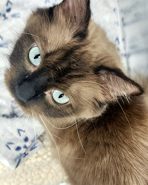 Seal Mink Pointed Mitted Ragdoll Cat