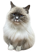 Ragdoll Cat
