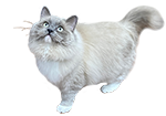 Ragdoll Cat