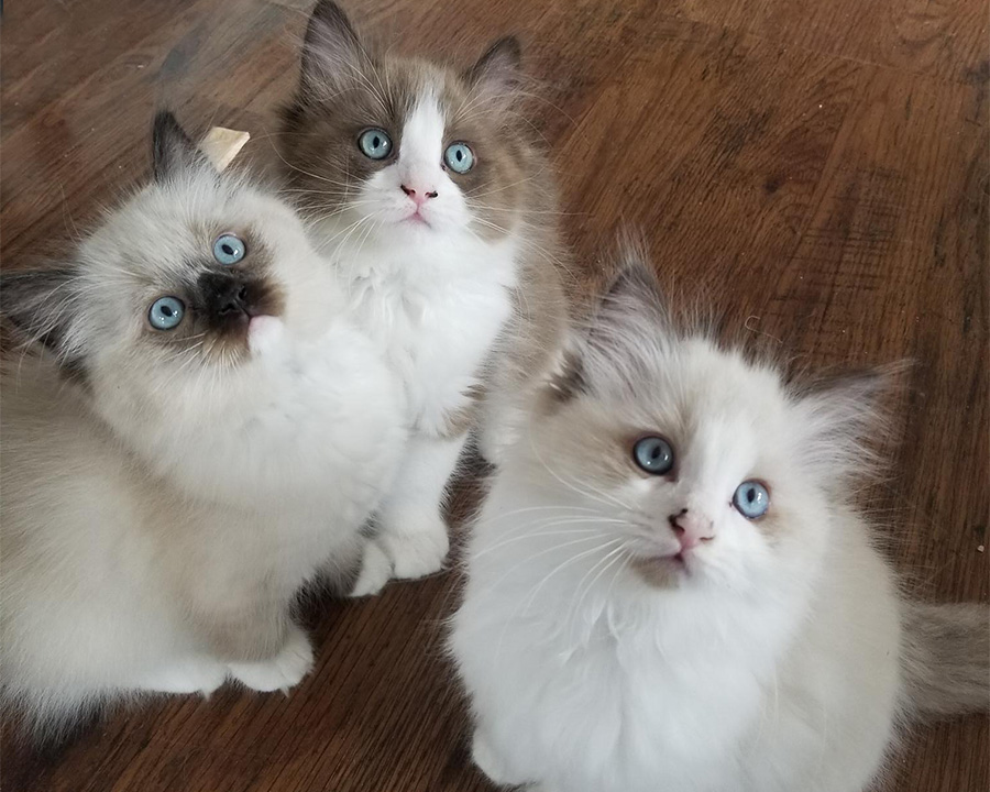 blue bicolor ragdoll cat