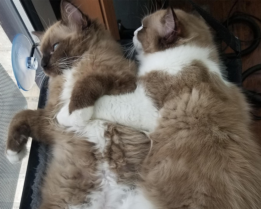 Seal Mink Pointed Mitted Ragdoll Cat